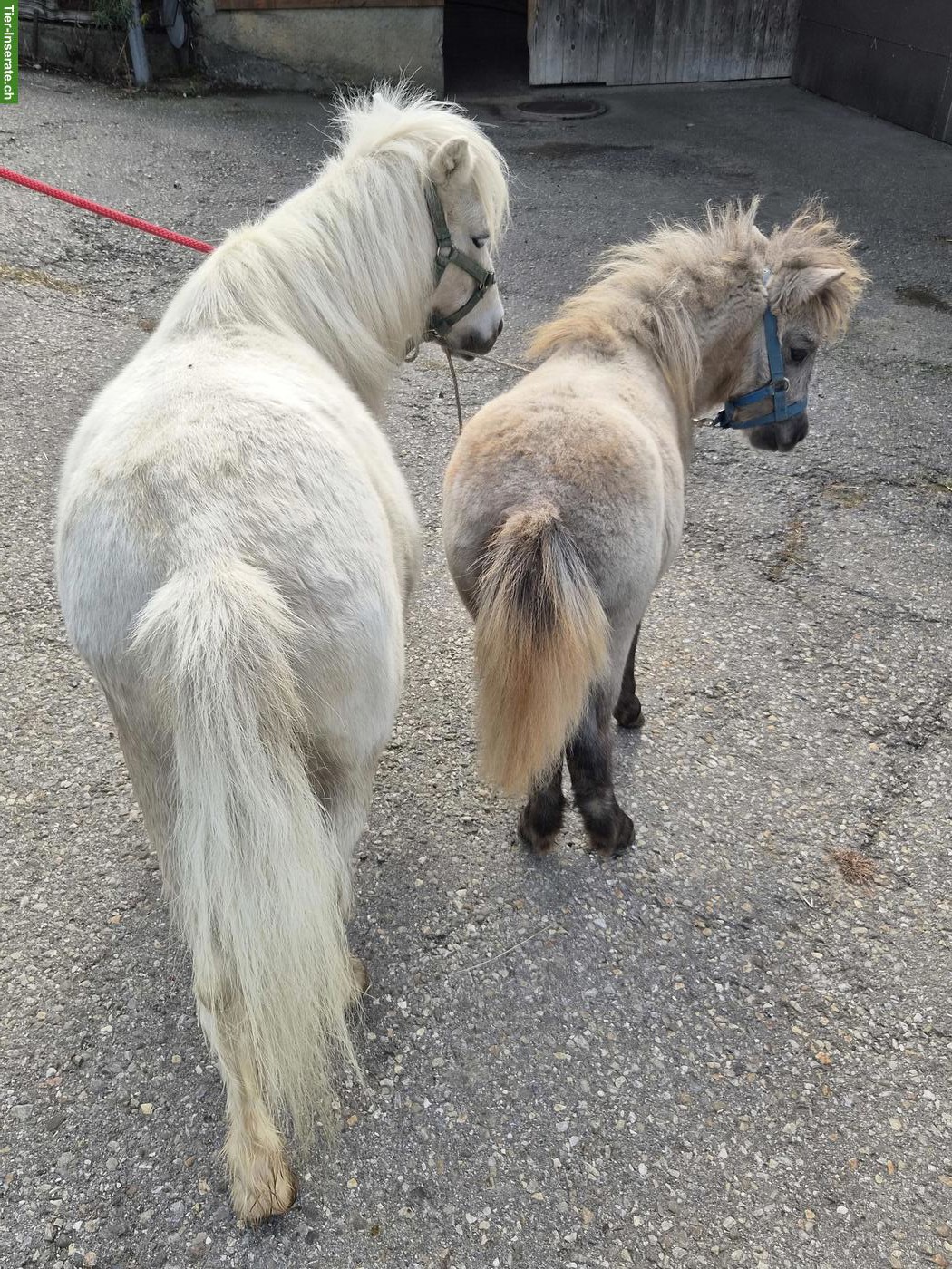 Bild 4: Mini-Shetty Stute mit Stutfohlen zu verkaufen