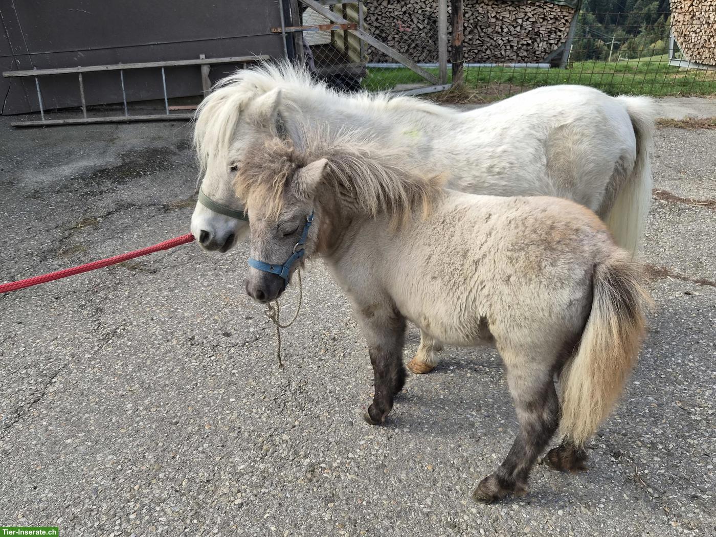 Bild 6: Mini-Shetty Stute mit Stutfohlen zu verkaufen