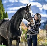 Suche Reitbeteiligung/Pflegebeteiligung