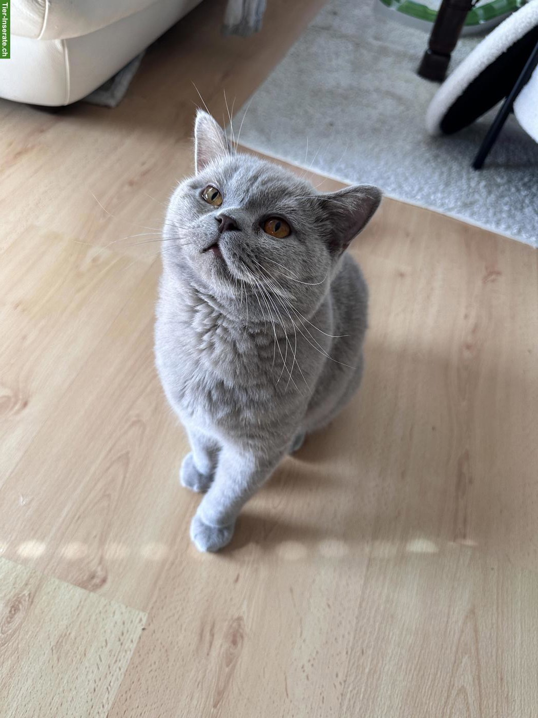 Britisch Kurzhaar Kater, 1-jährig sucht liebes Zuhause