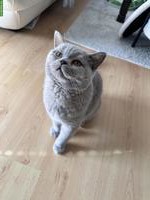 Britisch Kurzhaar Kater, 1-jährig sucht liebes Zuhause