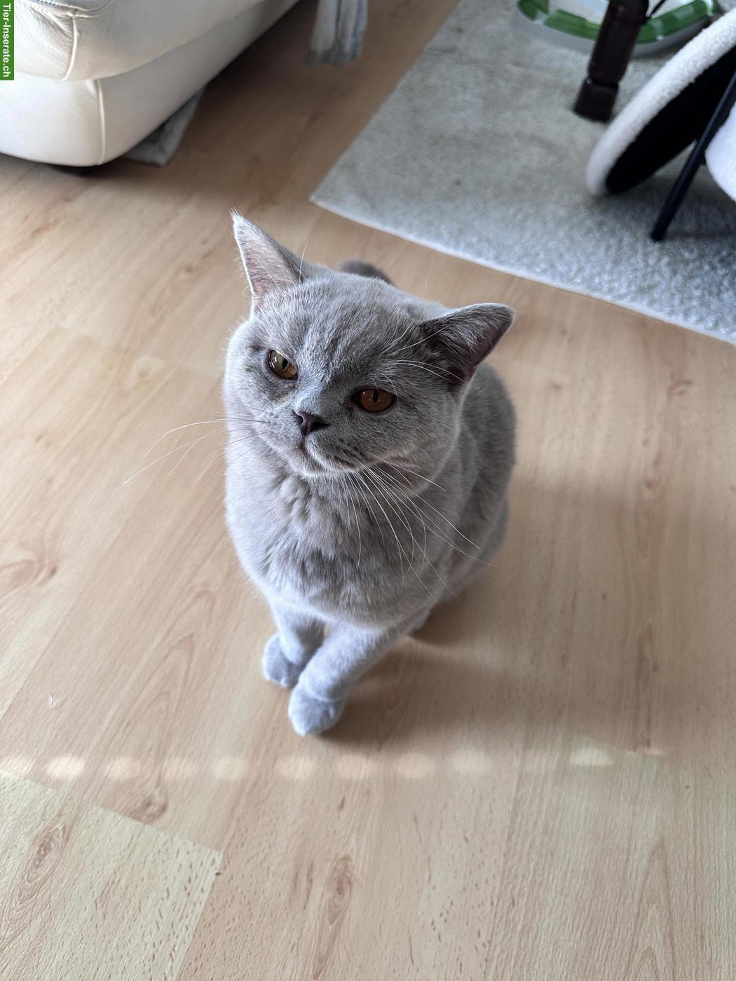 Bild 2: Britisch Kurzhaar Kater, 1-jährig sucht liebes Zuhause