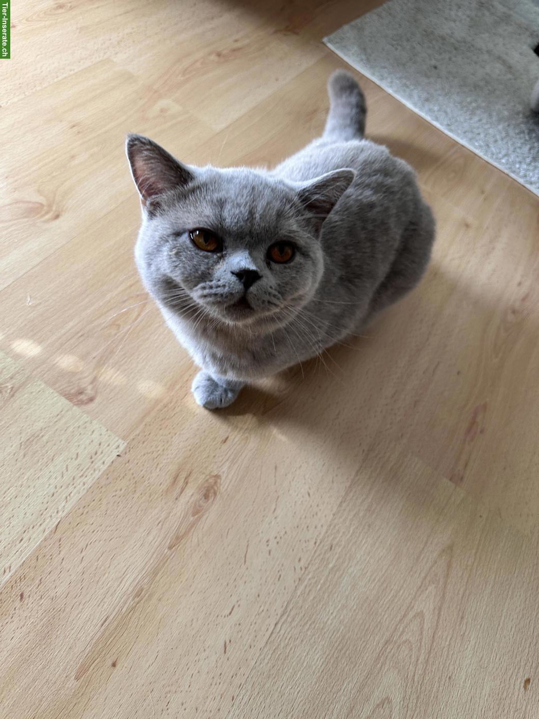 Bild 3: Britisch Kurzhaar Kater, 1-jährig sucht liebes Zuhause