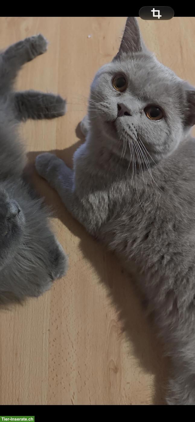 Bild 4: Britisch Kurzhaar Kater, 1-jährig sucht liebes Zuhause