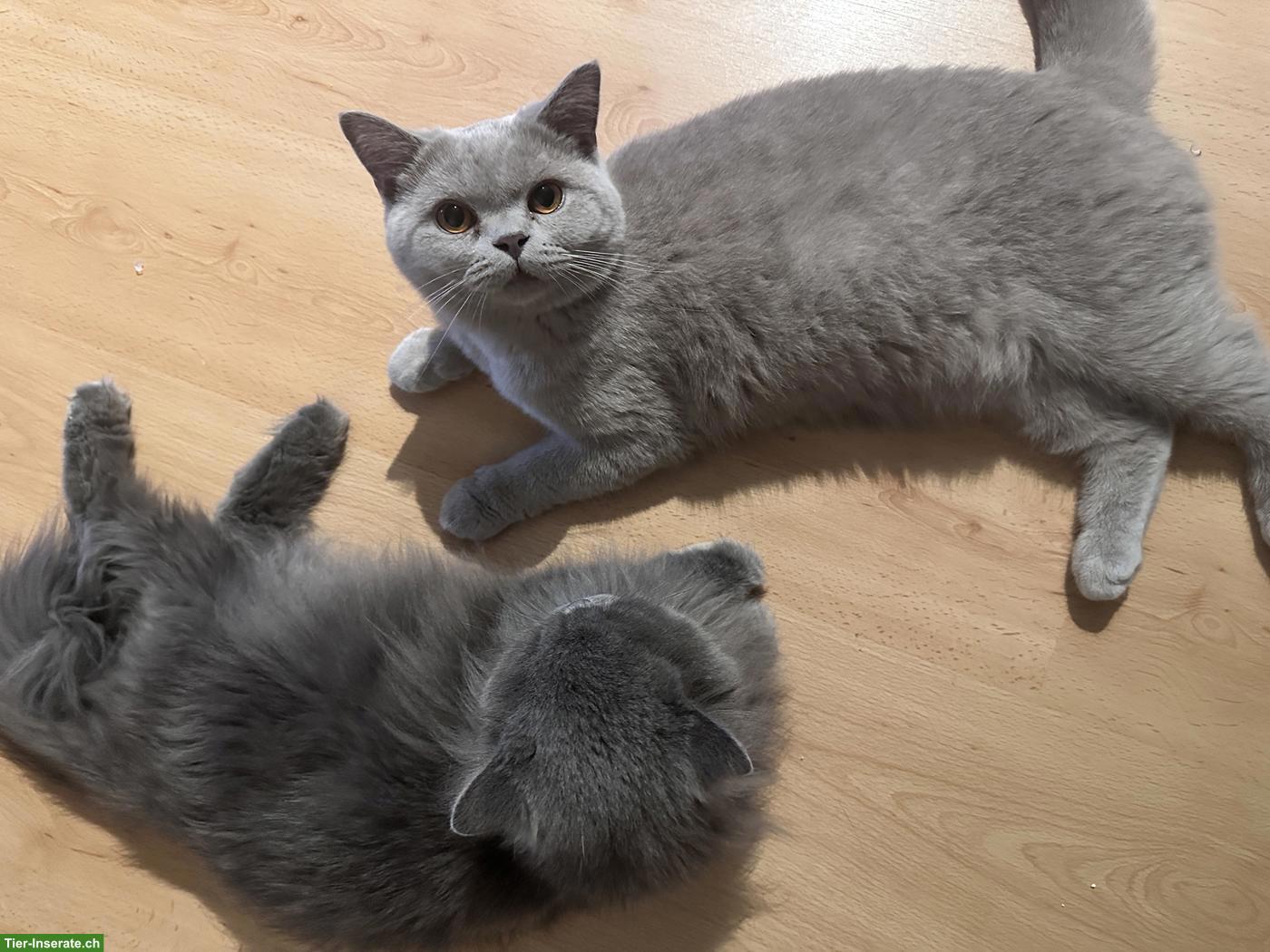 Bild 5: Britisch Kurzhaar Kater, 1-jährig sucht liebes Zuhause
