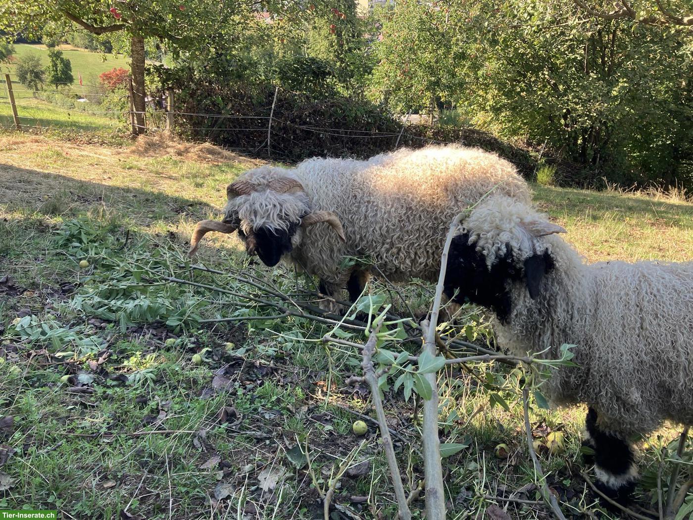 Bild 2: Produktiver Walliser Schwarznasenbock zu verkaufen