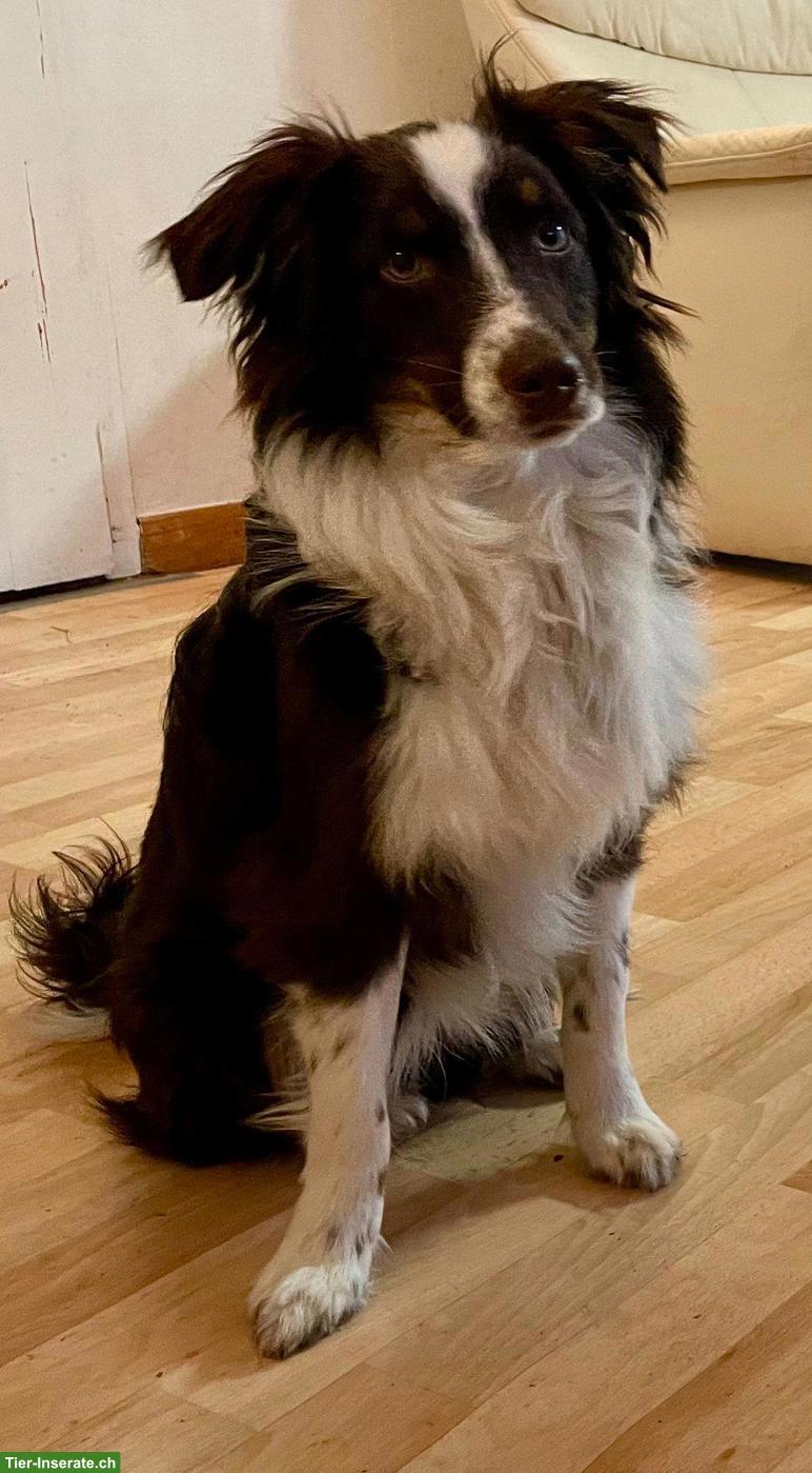 Bild 2: Miniature Australian Shepherd Rüde, 3.5-jährig
