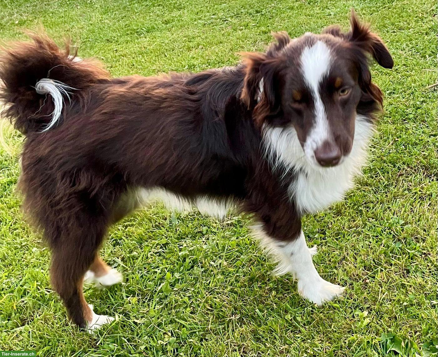 Bild 3: Miniature Australian Shepherd Rüde, 3.5-jährig