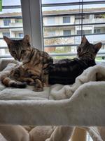 Kätzchen Masha & Milo suchen zusammen liebevolles Zuhause