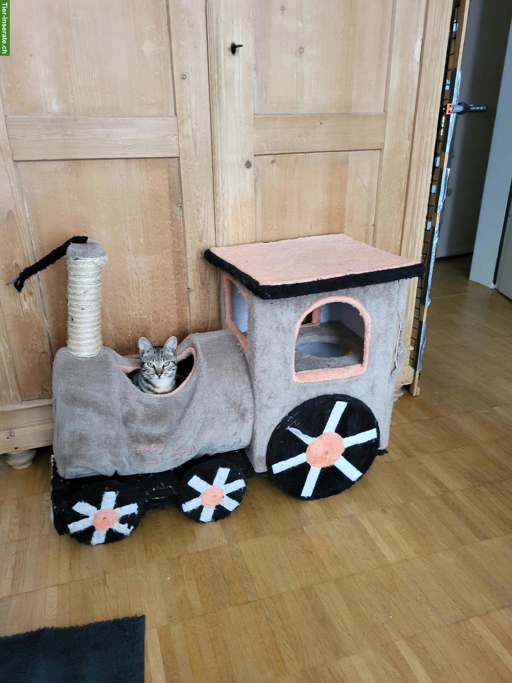 Bild 3: Kätzchen Masha & Milo suchen zusammen liebevolles Zuhause