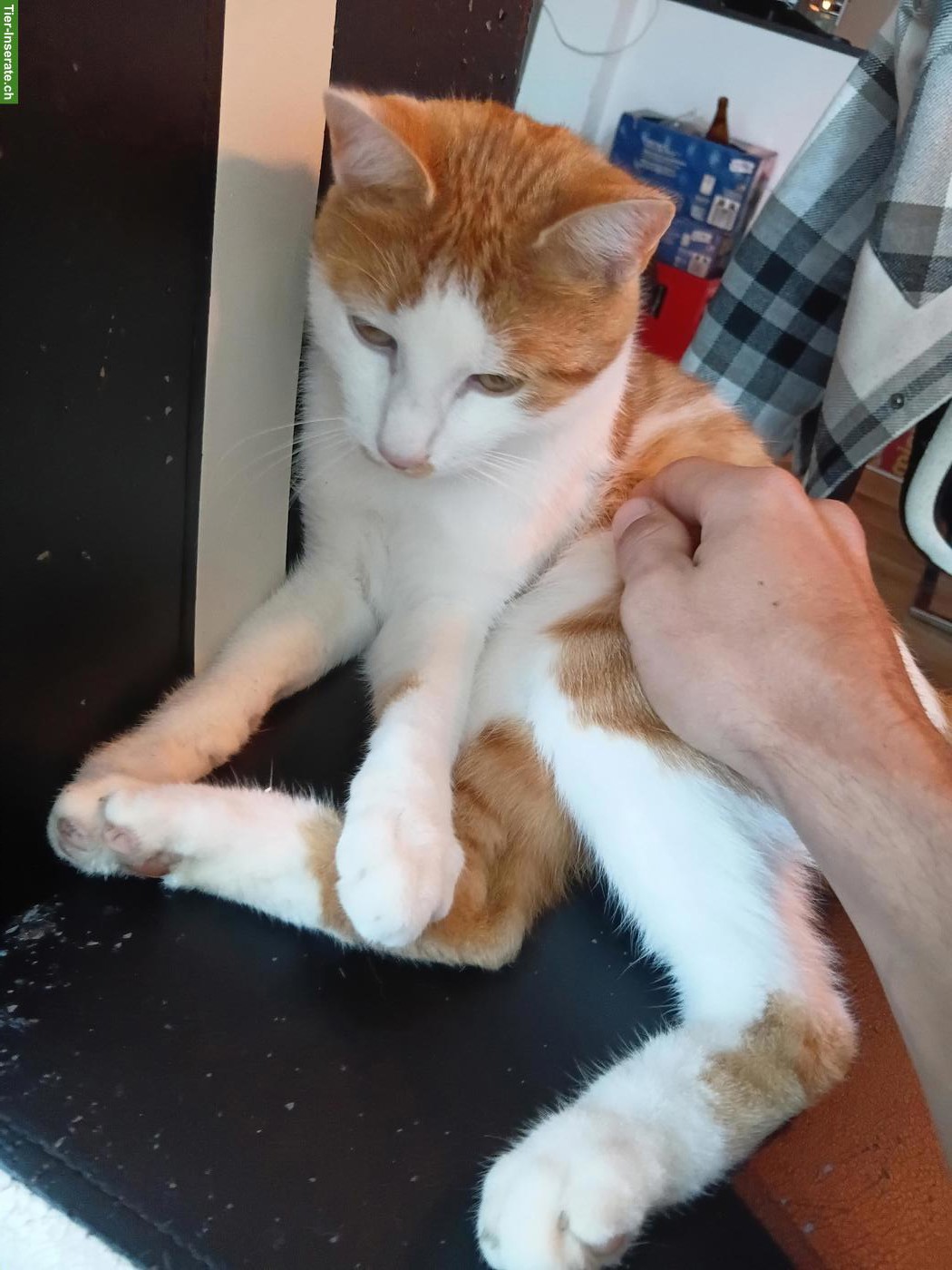 Kater Affi sucht ein neues Zuhause