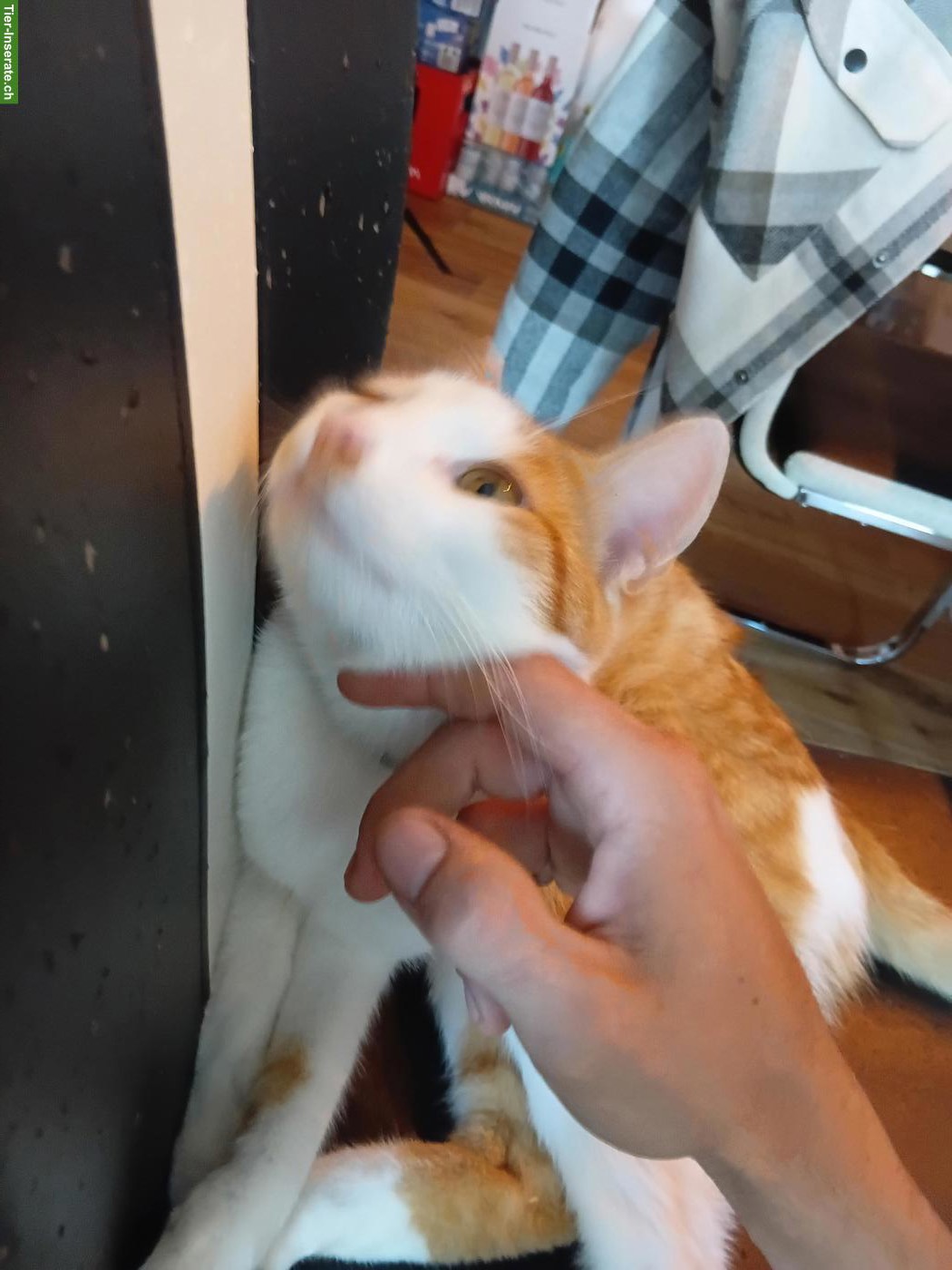 Bild 2: Kater Affi sucht ein neues Zuhause