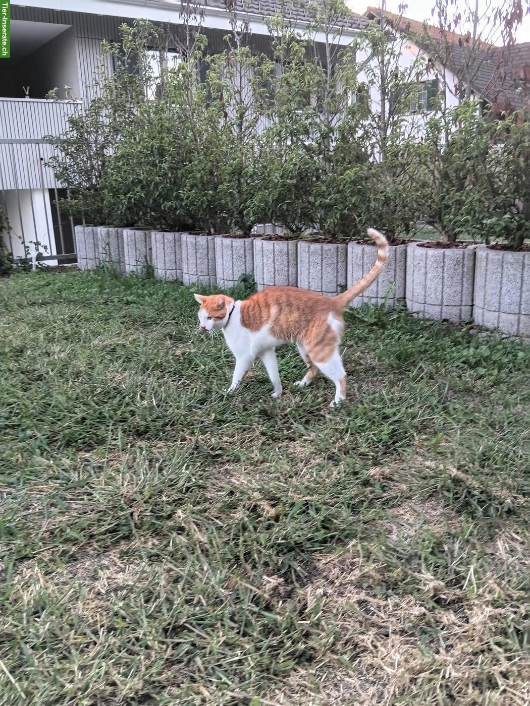 Bild 3: Kater Affi sucht ein neues Zuhause