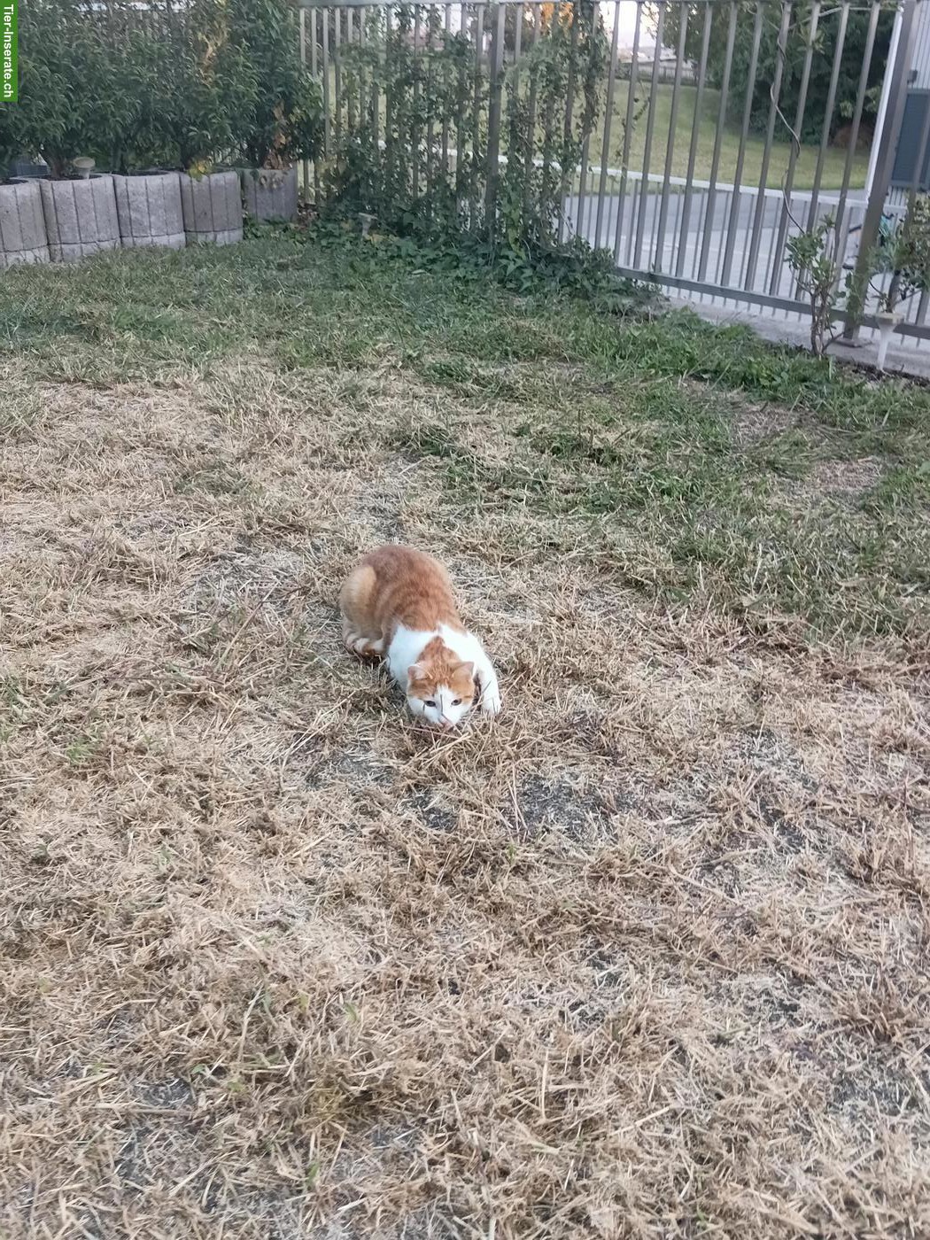 Bild 4: Kater Affi sucht ein neues Zuhause