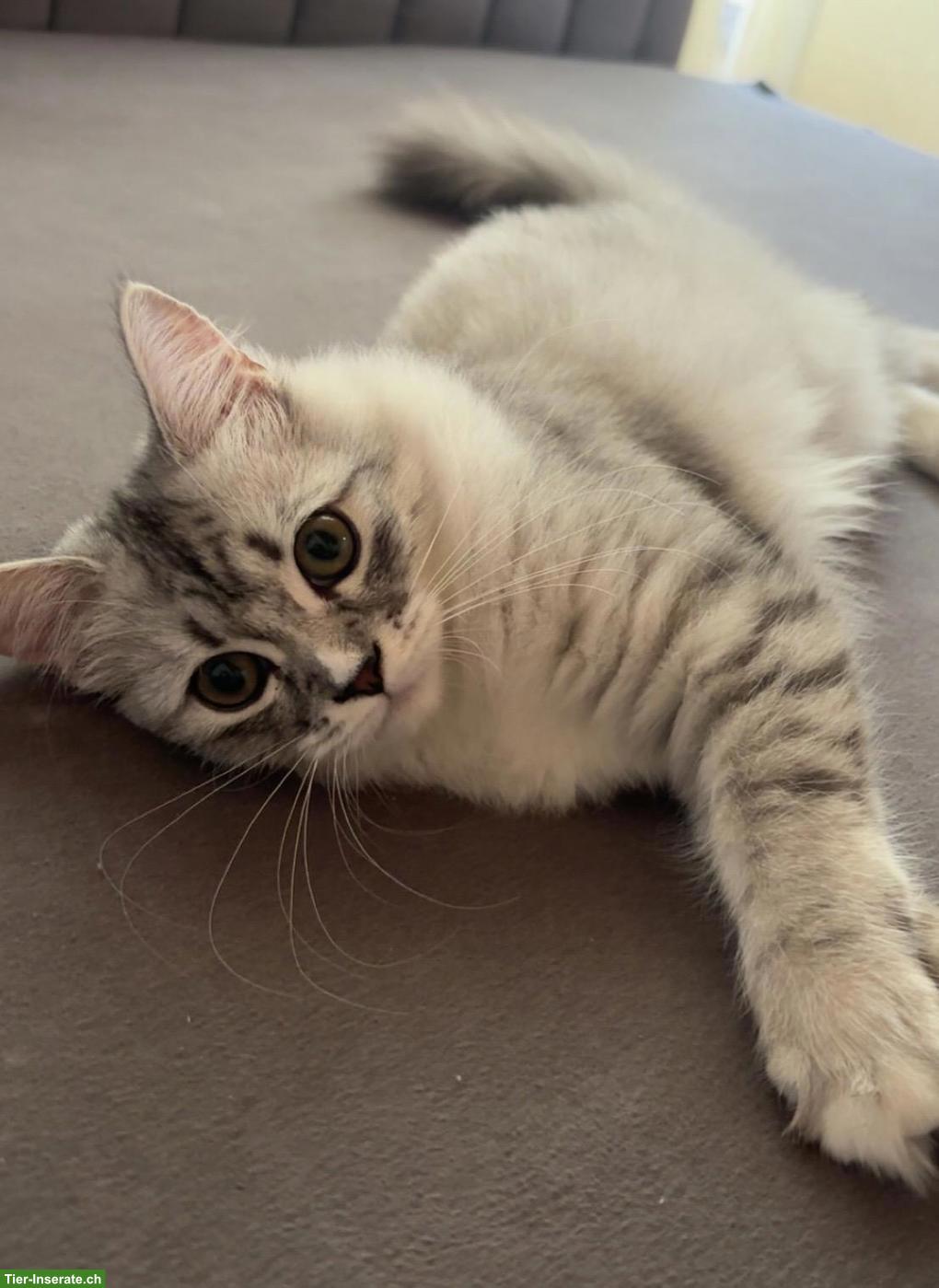 Britisch-Persisch Mischlingskatzen 🐱 zu verkaufen