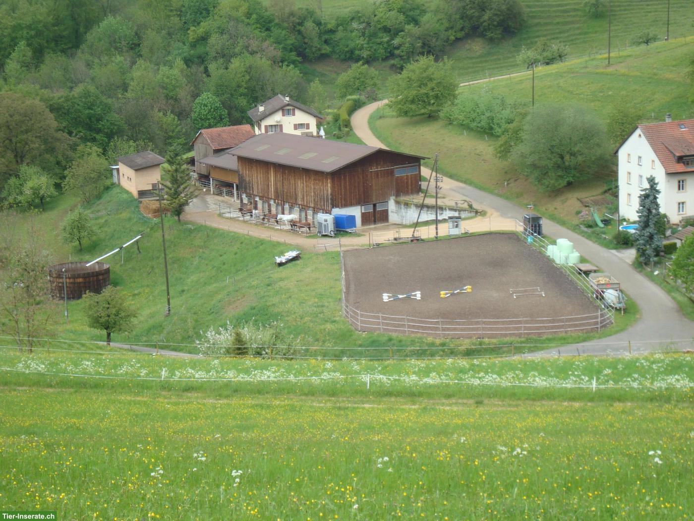 Bild 3: Grosszügige Pferdeboxen mit Auslauf in Wölflinswil AG
