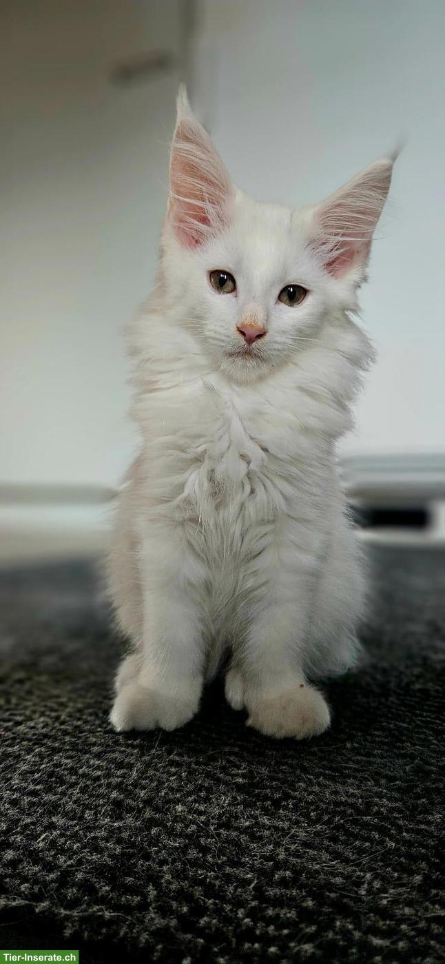 Junger weisser Maine Coone Kater