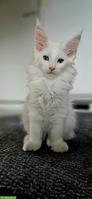 Junger weisser Maine Coone Kater