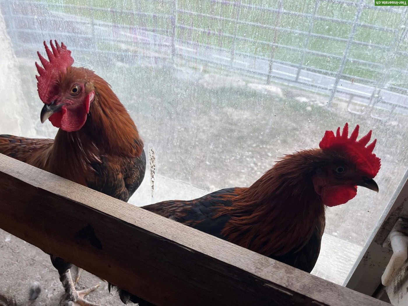 Bild 2: Schöne junge Marans Hähne