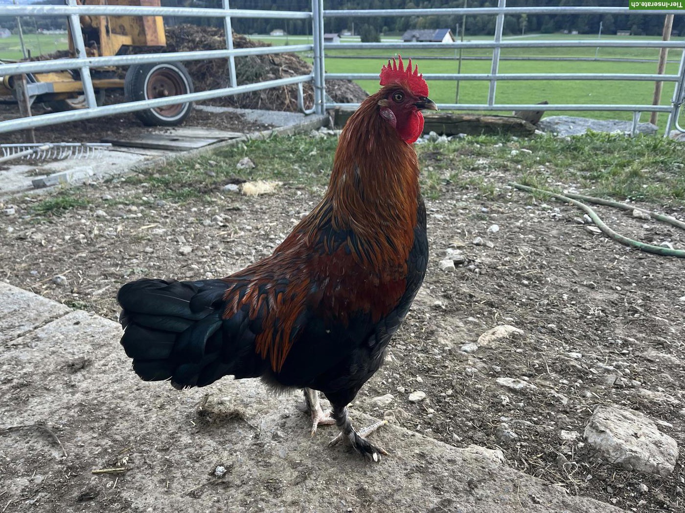 Bild 3: Schöne junge Marans Hähne
