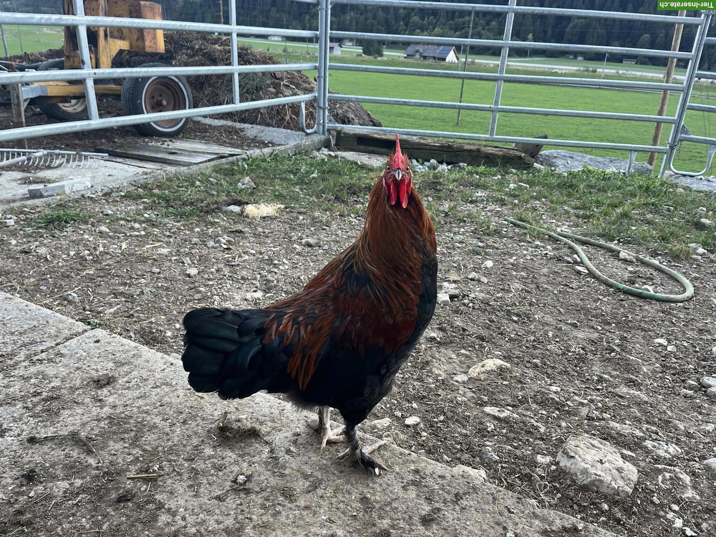 Bild 4: Schöne junge Marans Hähne