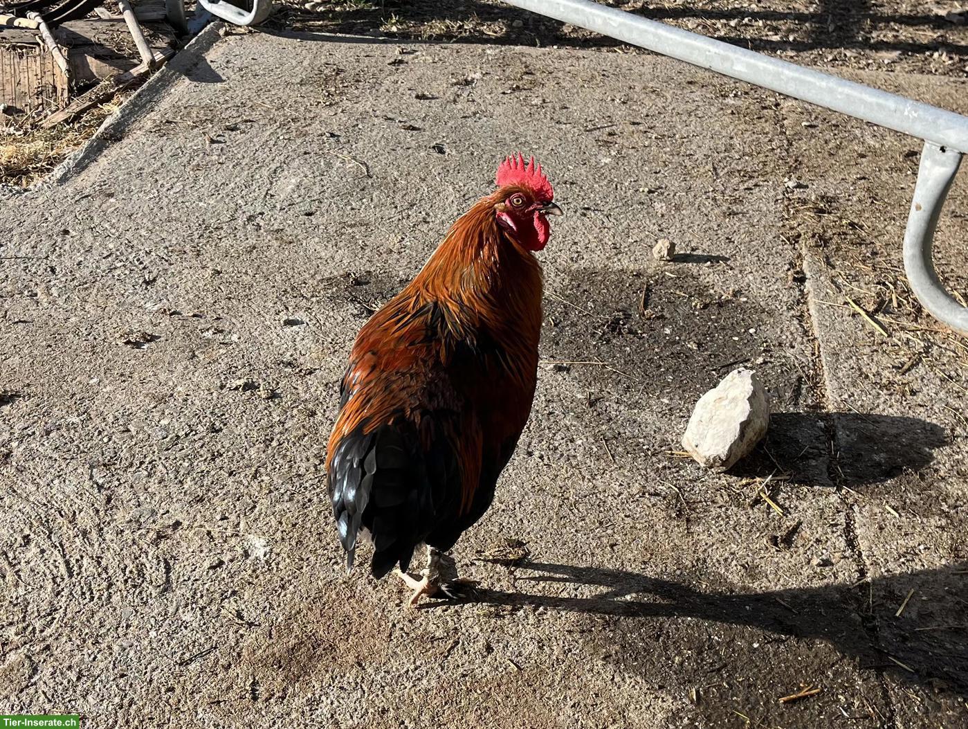 Bild 5: Schöne junge Marans Hähne