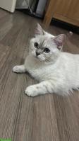 British Shorthair Katze mit komplettem Zubehör abzugeben