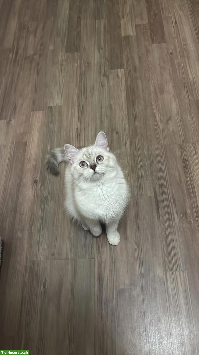 Bild 2: British Shorthair Katze mit komplettem Zubehör abzugeben