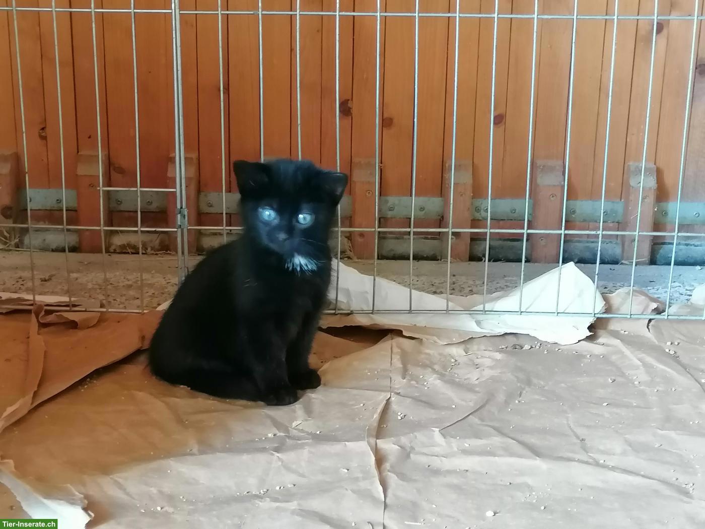 Bild 2: Junger Kater zu verkaufen