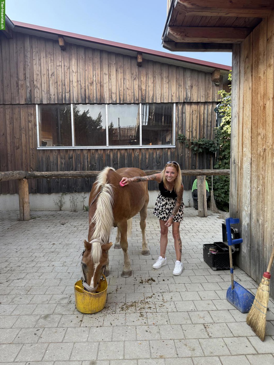 🐴 Shetty / Pflegepony gesucht im Raum Eschenz / Stein am Rhein ❤️