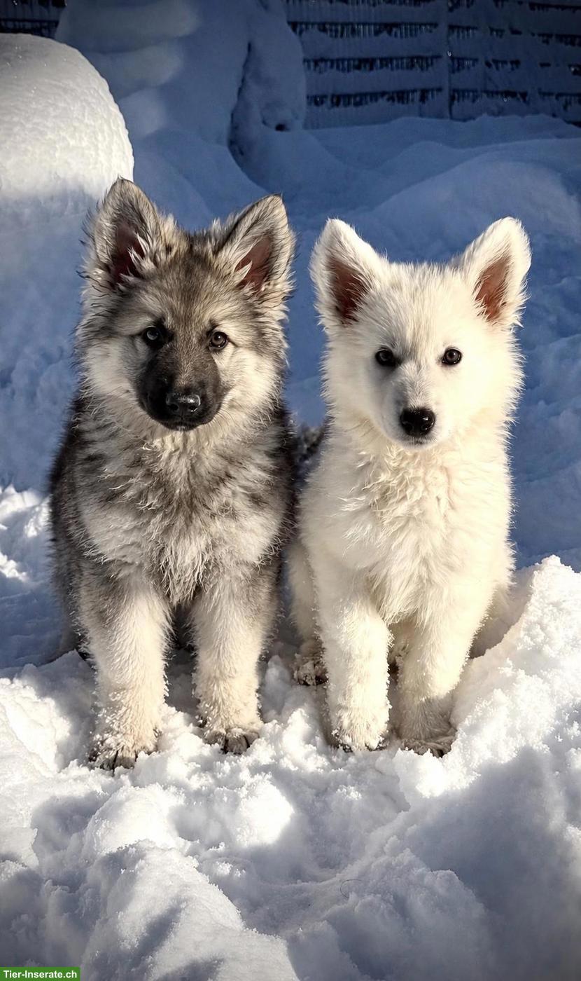 Schäferhund Welpen ❤️ GLÜCK ❤️ im Oktober