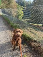 Homesitting, Dogsitting, Ferienbetreuung