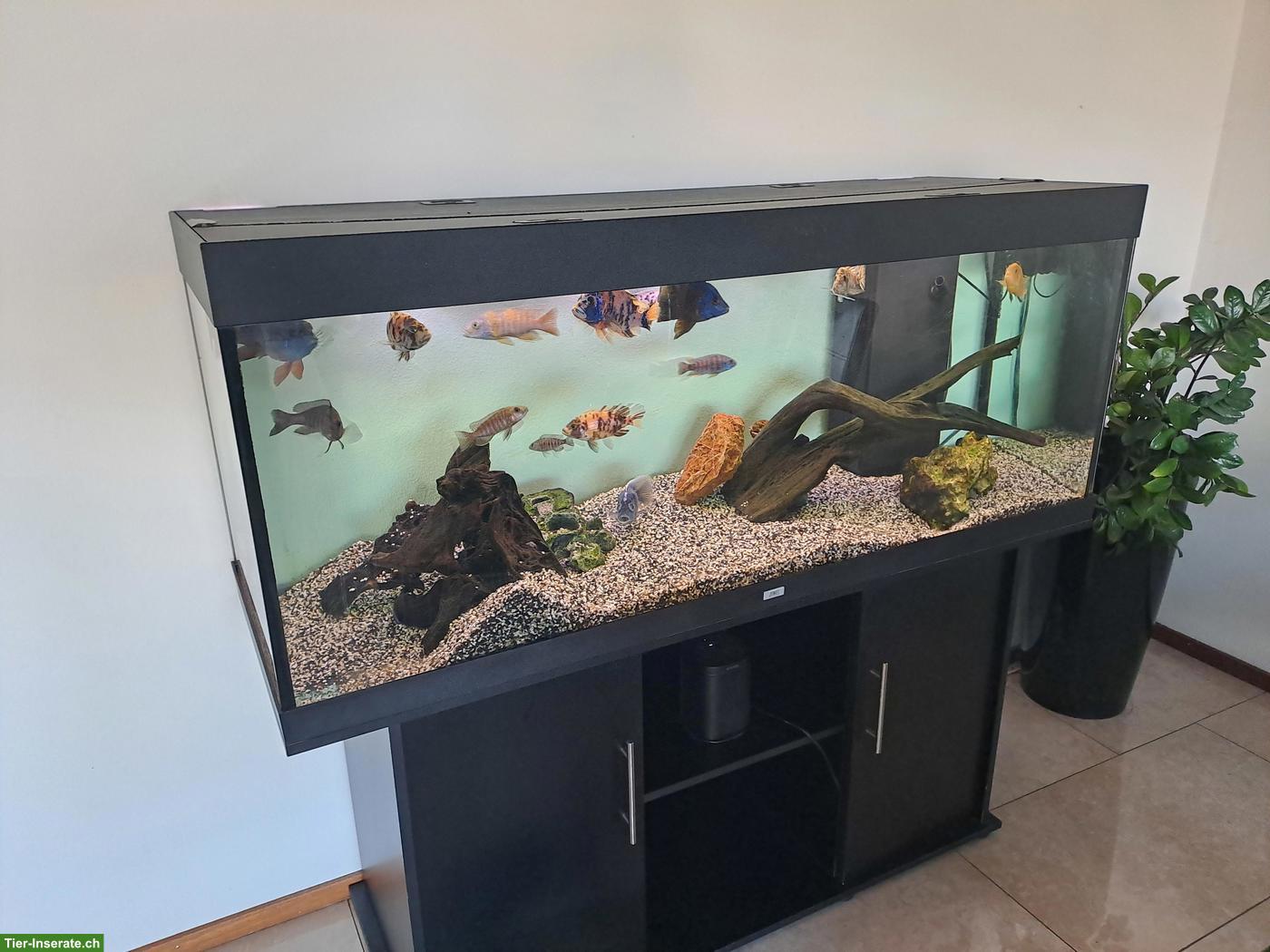 Juwel Malawi-Aquarium 450 Liter mit 17 Fischen und Zubehör
