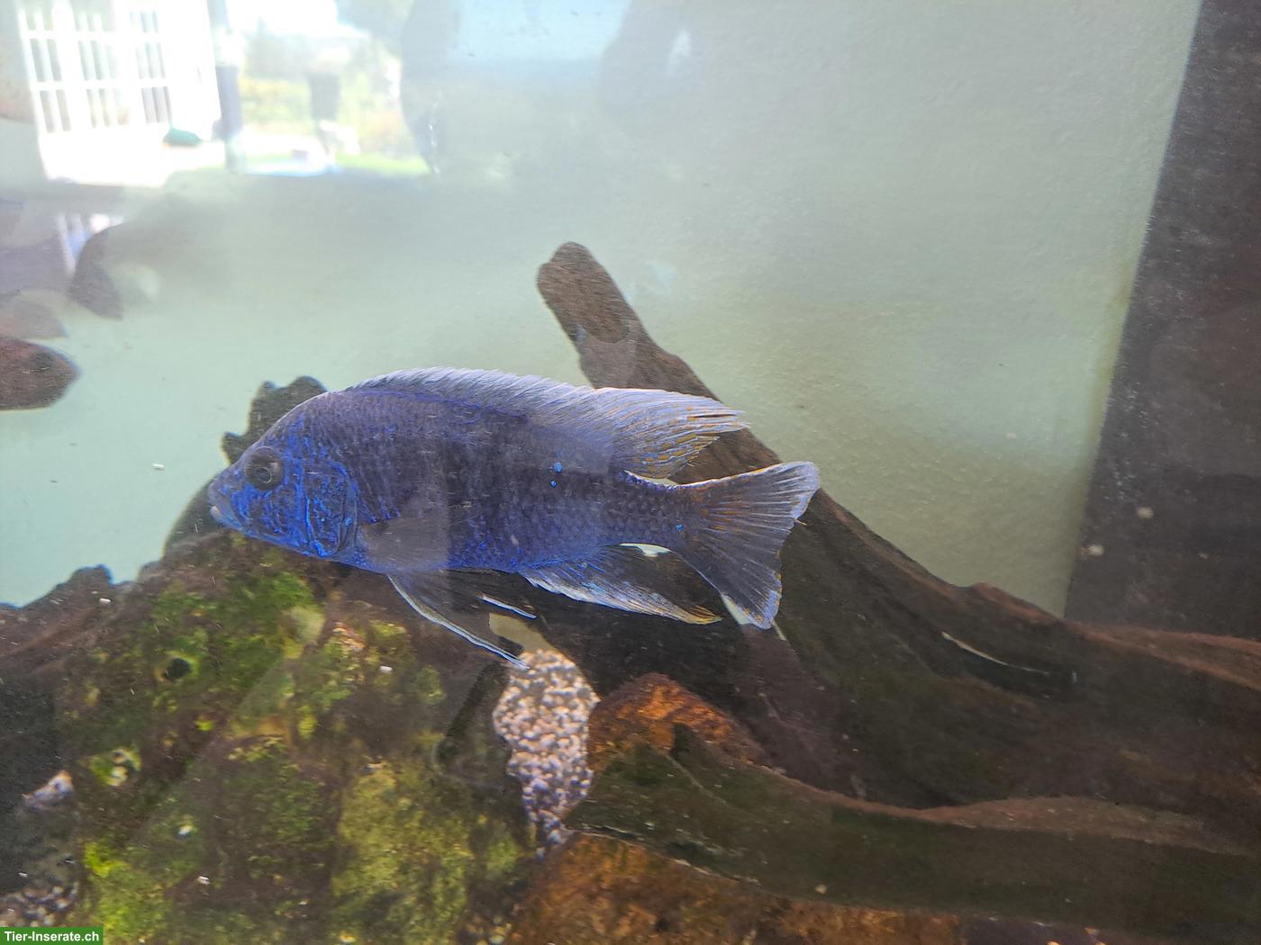 Bild 3: Juwel Malawi-Aquarium 450 Liter mit 17 Fischen und Zubehör
