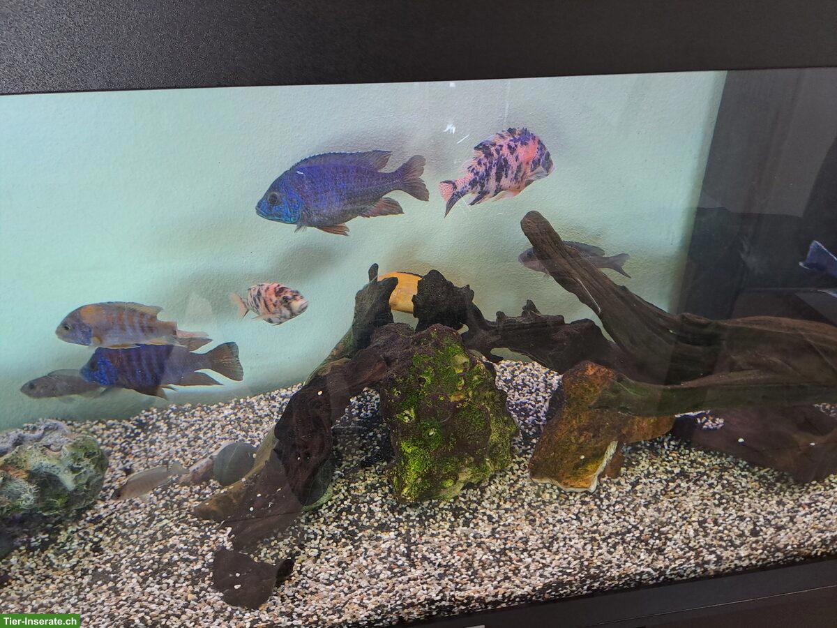 Bild 4: Juwel Malawi-Aquarium 450 Liter mit 17 Fischen und Zubehör