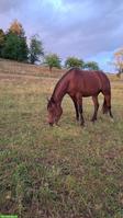 Sportlicher Partbred Wallach zu verkaufen
