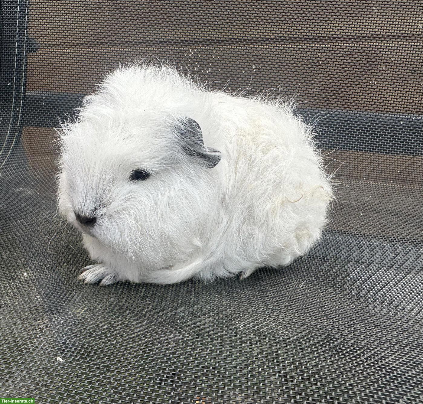 California Teddy Meerschweinchen sucht Lebensplatz
