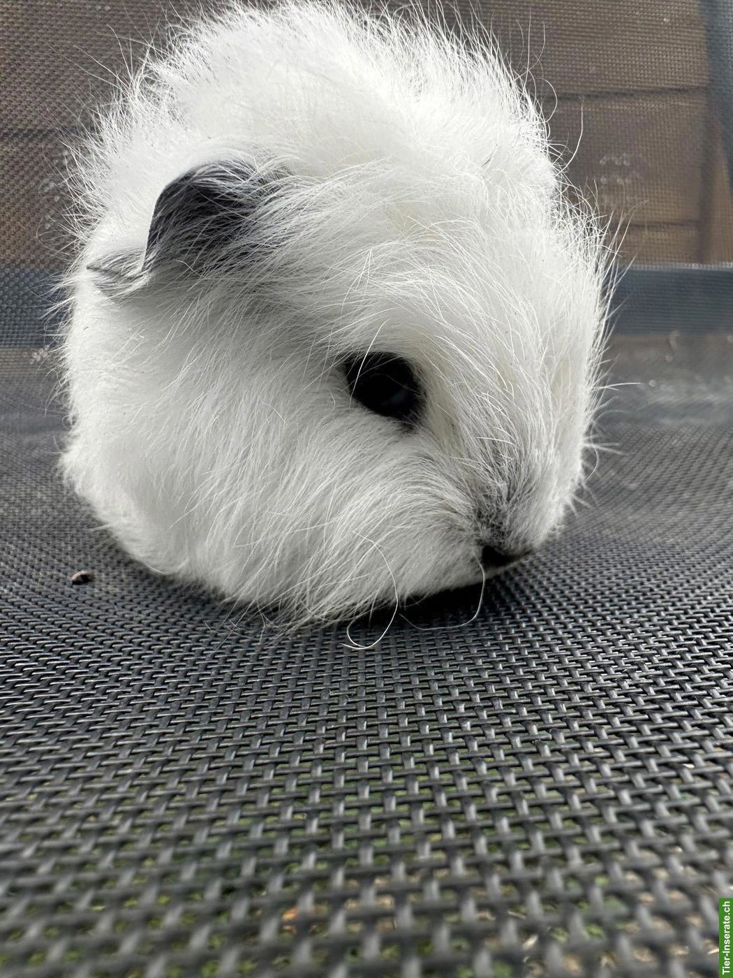 Bild 2: California Teddy Meerschweinchen sucht Lebensplatz