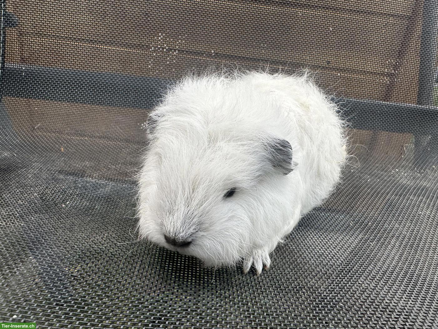 Bild 3: California Teddy Meerschweinchen sucht Lebensplatz