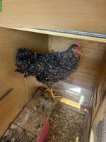 Huhn sucht dringend neuen Platz