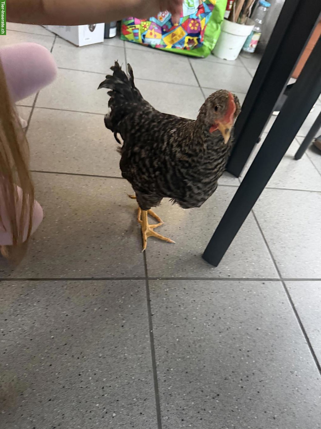 Bild 2: Huhn sucht dringend neuen Platz