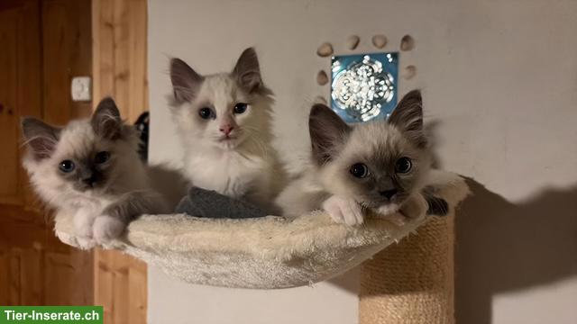 Zauberhafte Ragdoll Kitten in artgerechte Haltung zu verkaufen