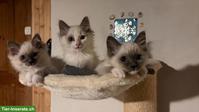 Zauberhafte Ragdoll Kitten in artgerechte Haltung zu verkaufen