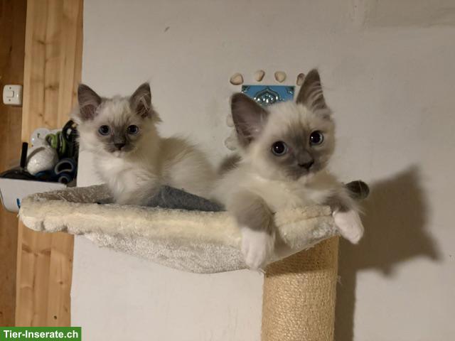 Bild 2: Zauberhafte Ragdoll Kitten in artgerechte Haltung zu verkaufen