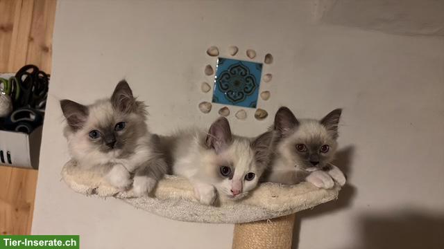 Bild 3: Zauberhafte Ragdoll Kitten in artgerechte Haltung zu verkaufen
