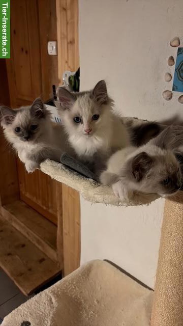 Bild 4: Zauberhafte Ragdoll Kitten in artgerechte Haltung zu verkaufen