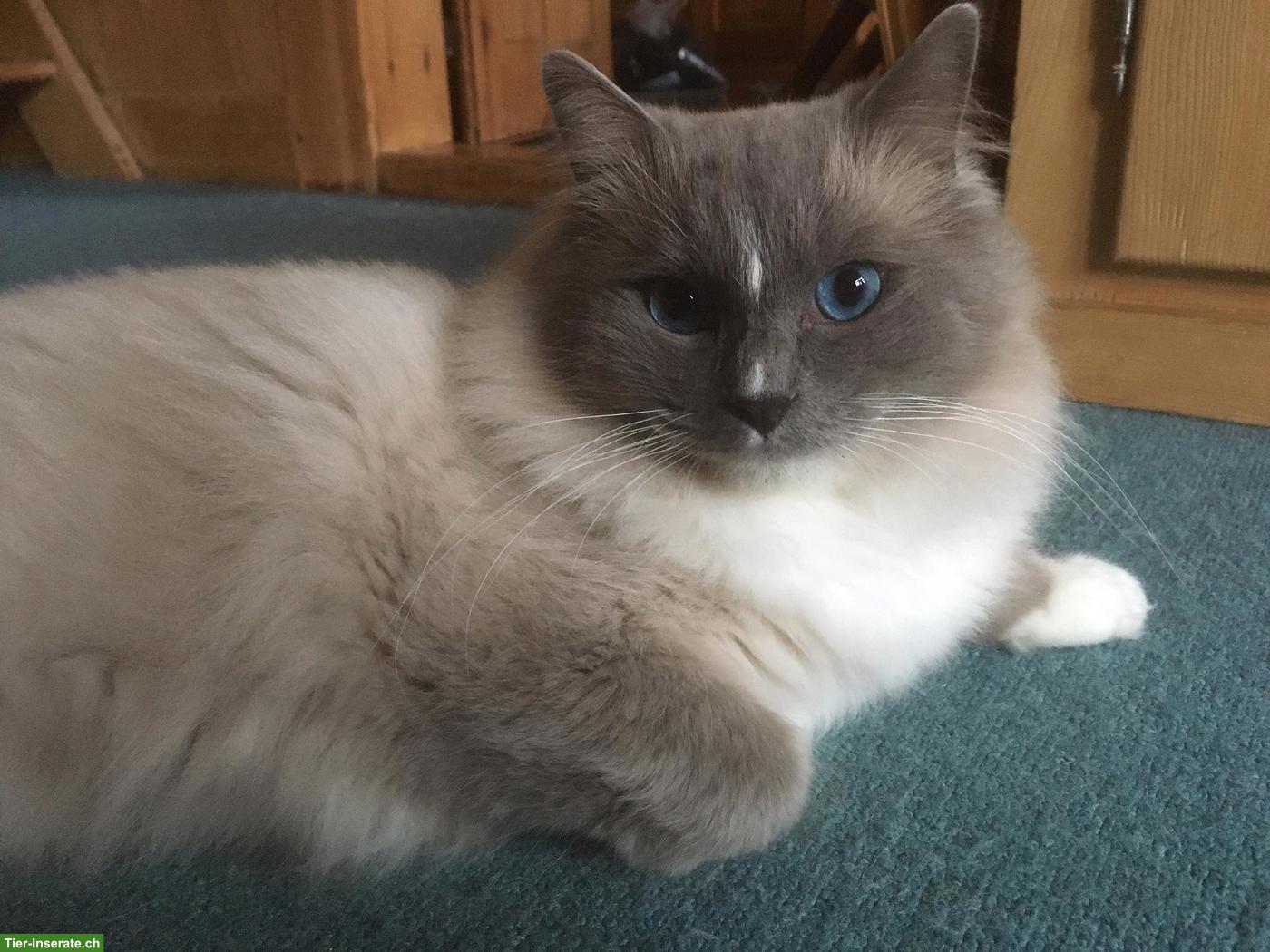 Bild 5: Zauberhafte Ragdoll Kitten in artgerechte Haltung zu verkaufen