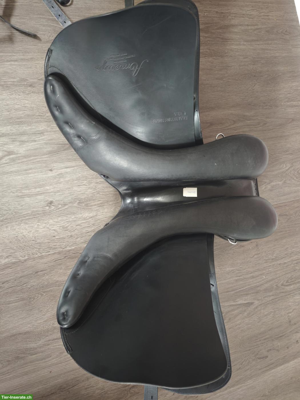 Bild 3: Amerigo Pinerolo VSD 17.5 Zoll KW M+3.5 +2.5 Kaltblut Fribi