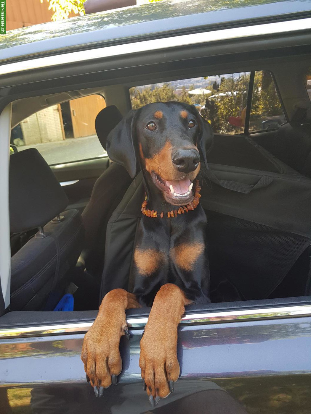 Bild 3: 1.5-jährige Dobermann Hündin
