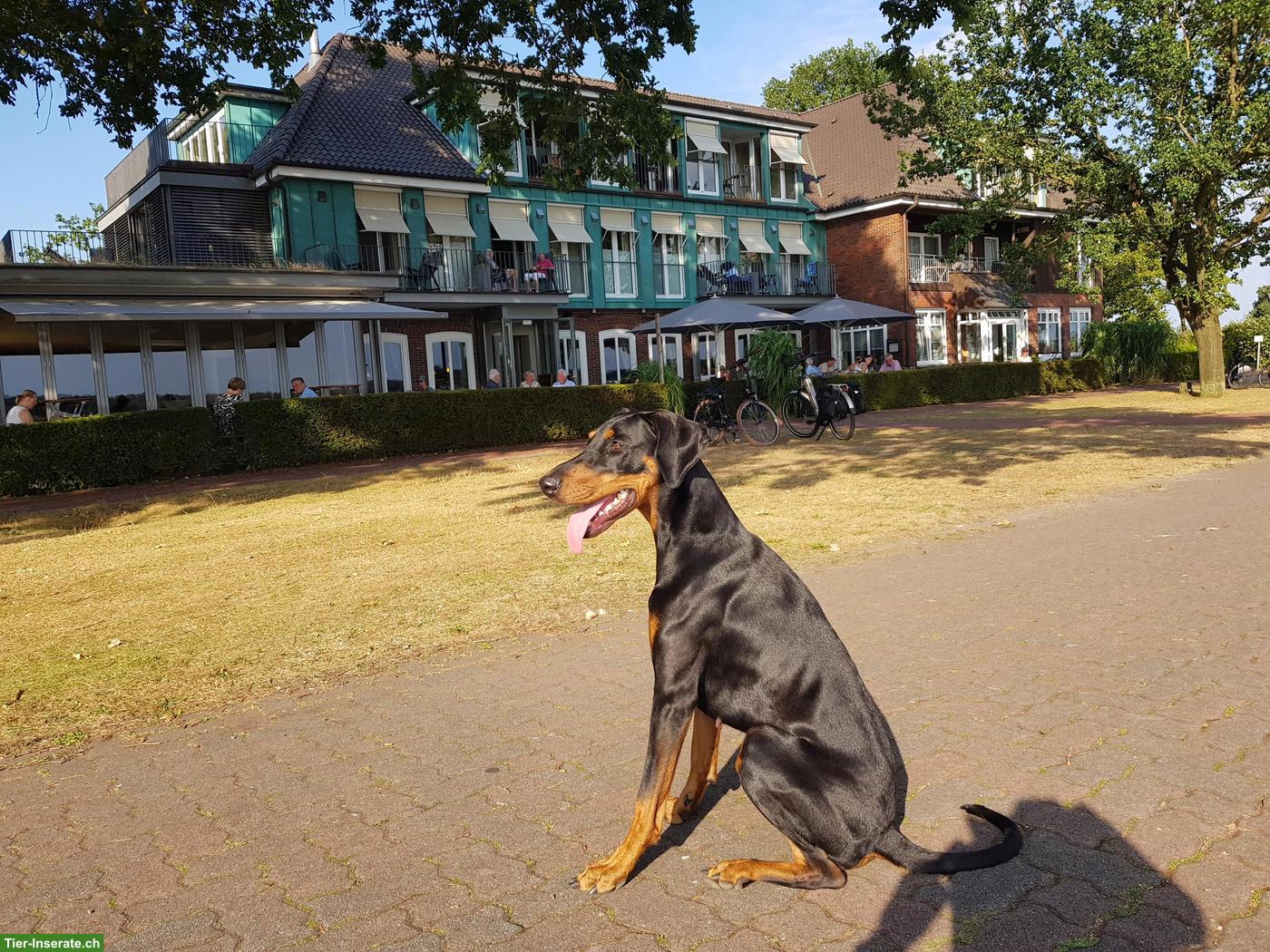 Bild 5: 1.5-jährige Dobermann Hündin